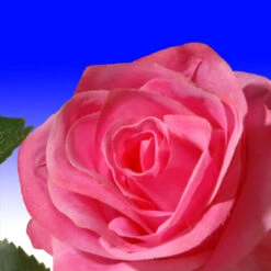 Christmas Central 72” Flower Decorated Artificial Garland -Ornaments Store dnat ras 452301a 1 3 31409.1631812637