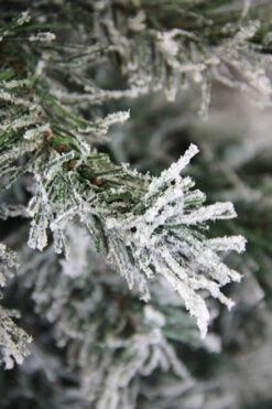 7' Unlit Slim Frosted And Glittered Woodland Alpine Artificial Christmas Tree 9 7' Unlit Slim Frosted And Glittered Woodland Alpine Artificial Christmas Tree -Ornaments Store duwcgc49oyym23jdvmw4hotx2rgjoz1d 26942.1588349968