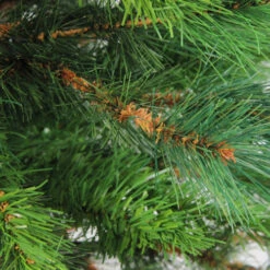 Northlight 3' Potted New Carolina Spruce Medium Artificial Christmas Tree - Unlit -Ornaments Store rkowk6mbzamyeerjxiezwdp4uyeezif9 96086.1665610423